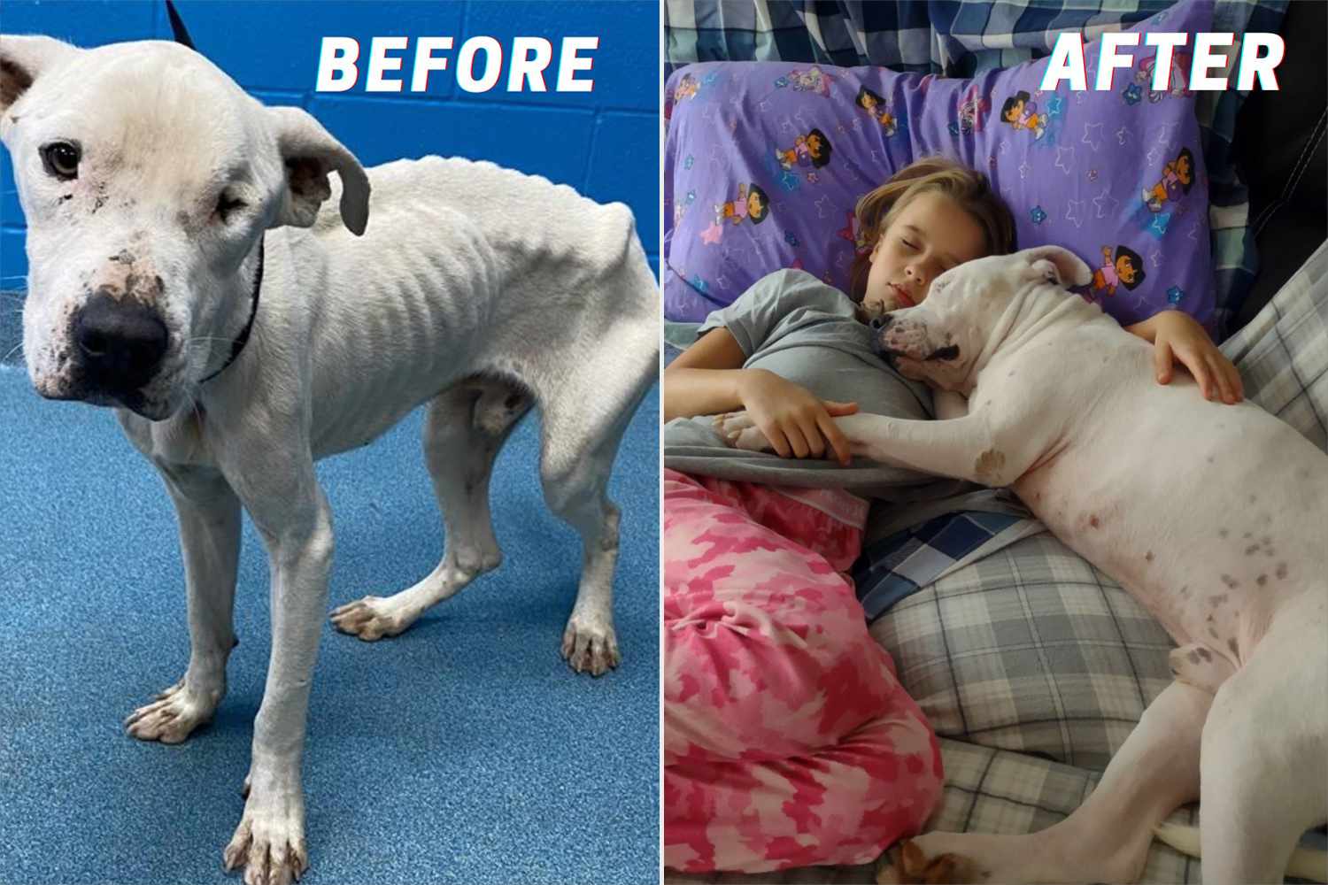 Rescue dog before and after transformation through training and care.