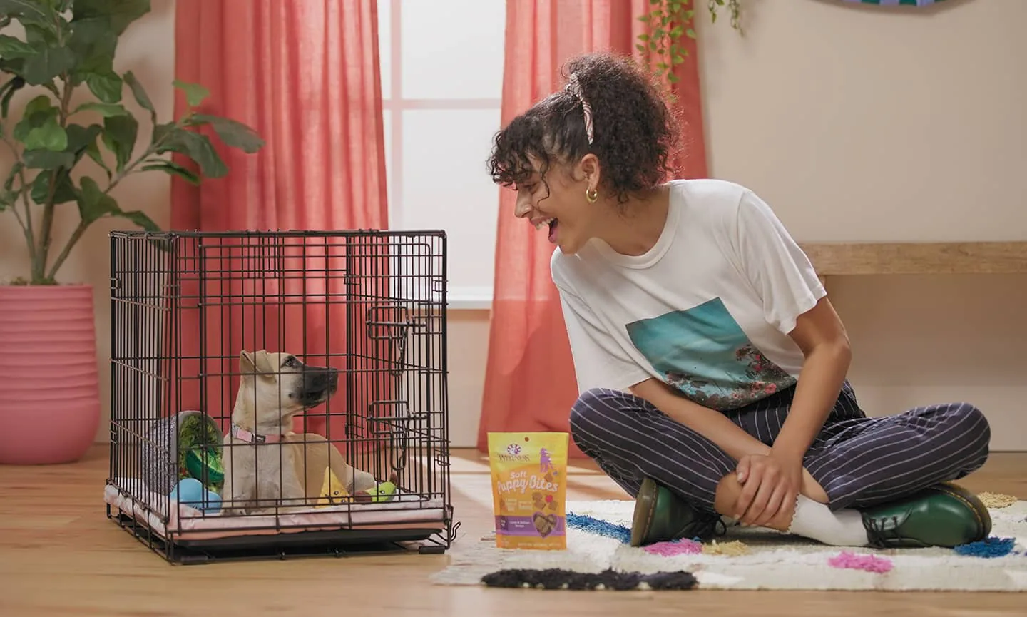 Puppy resting comfortably inside an open crate with its owner nearby.