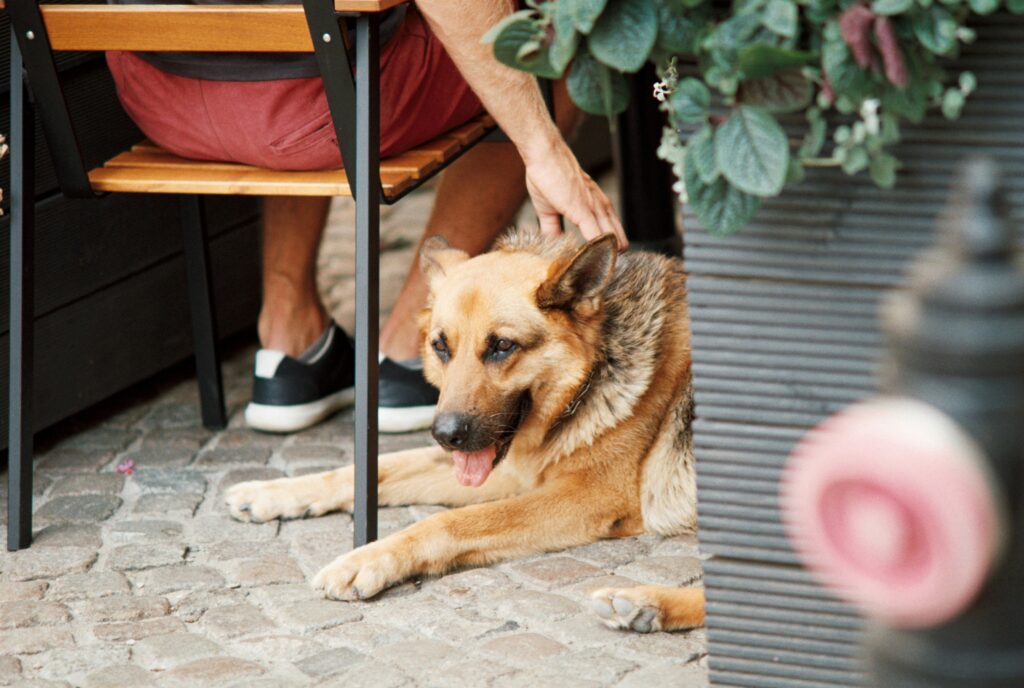 Dog calmly taking treats from guest tossing treats quietly inside home