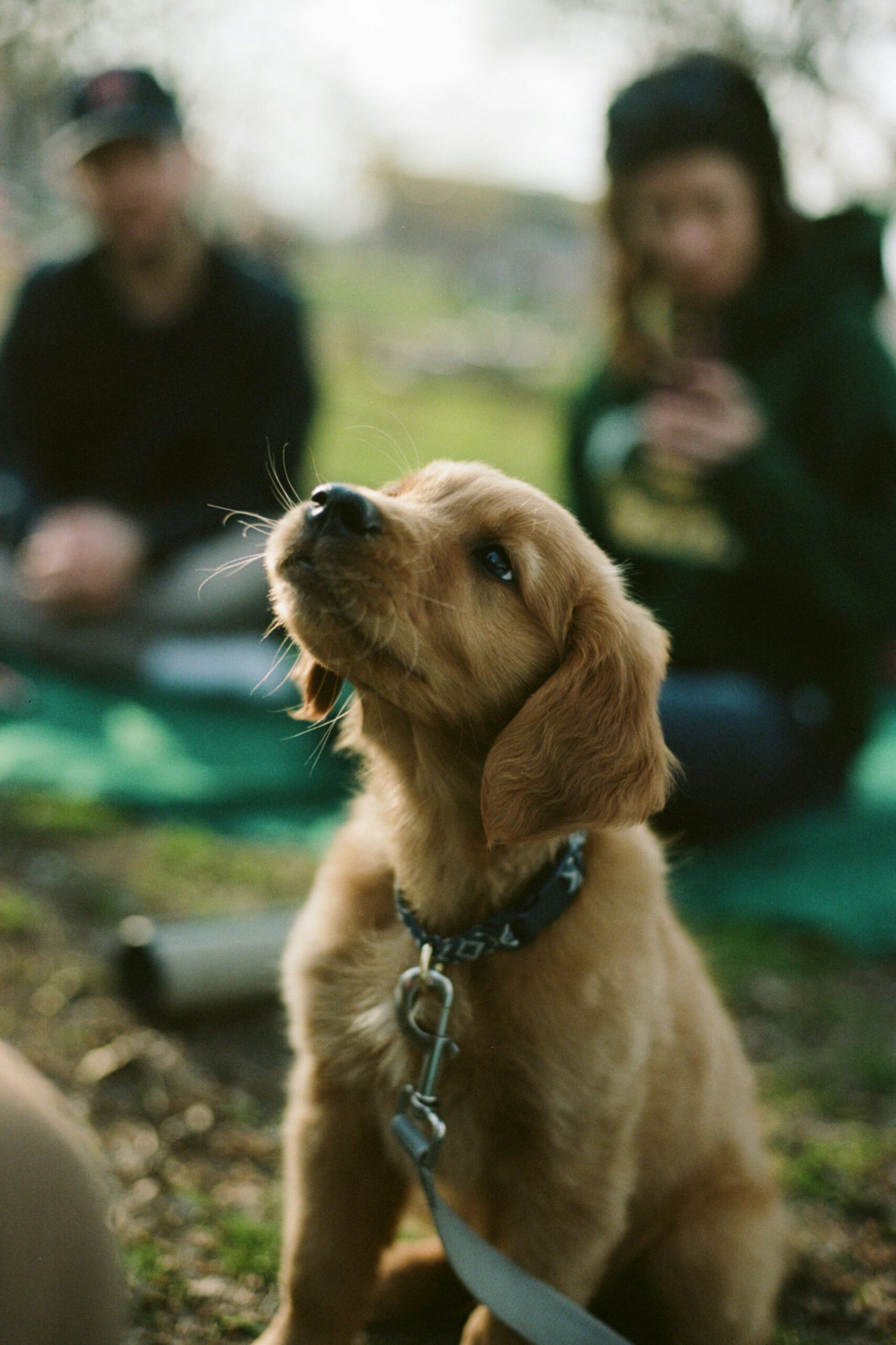 Puppy sitting attentively during a short, focused 3-minute training session with treats.