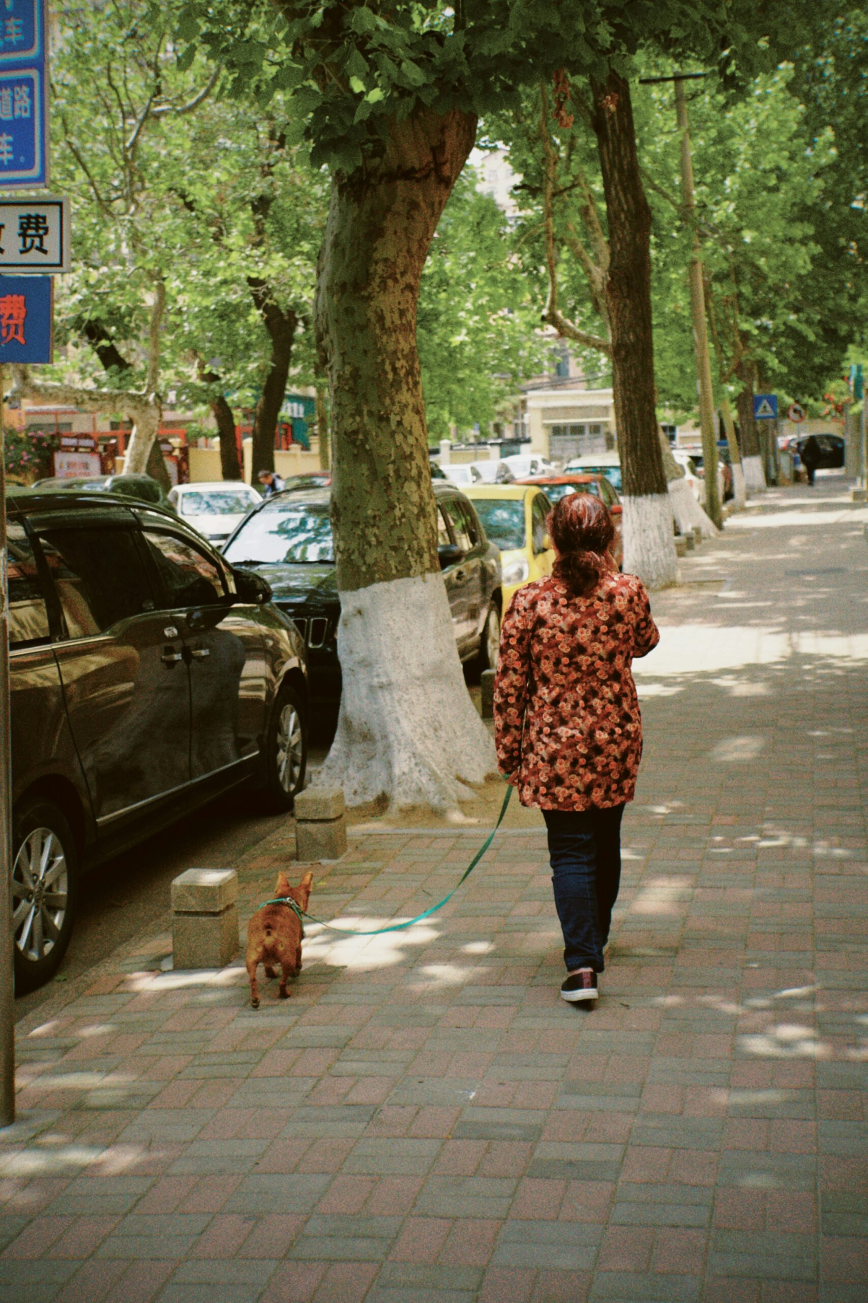 Dog and owner pausing behind parked car during real-world training at threshold