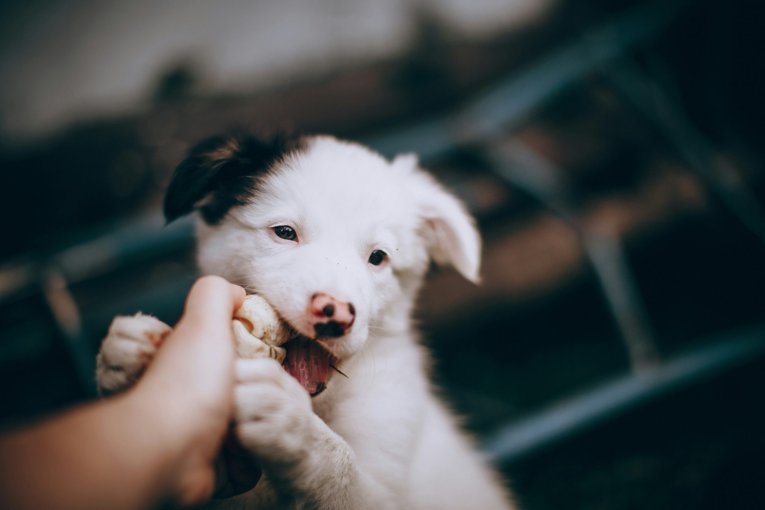 Puppy gently biting at a person’s hand while being redirected to chew a toy.