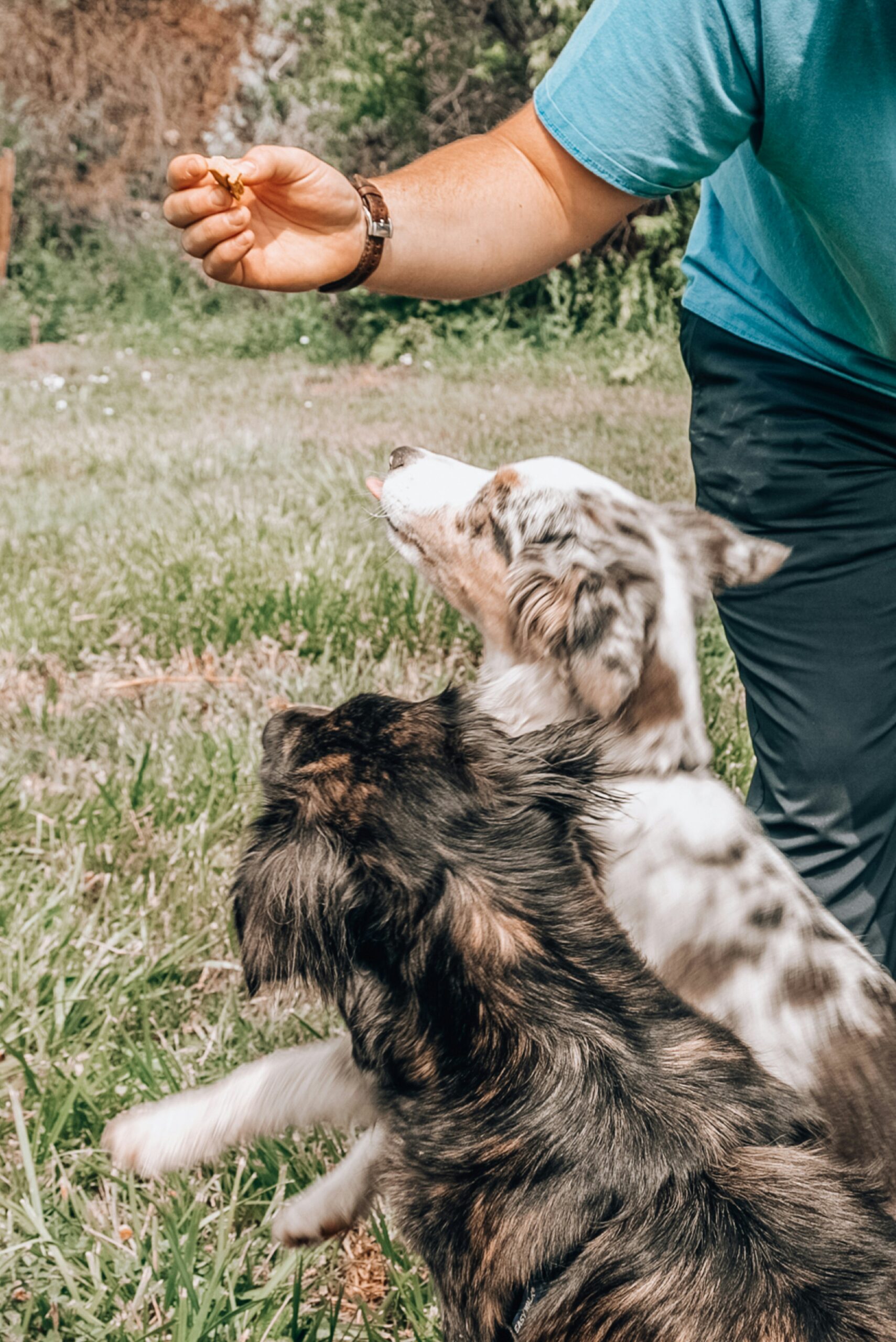Beagle puppy sitting attentively on grass, looking up at a treat in a person’s hand during a reward-based training session.