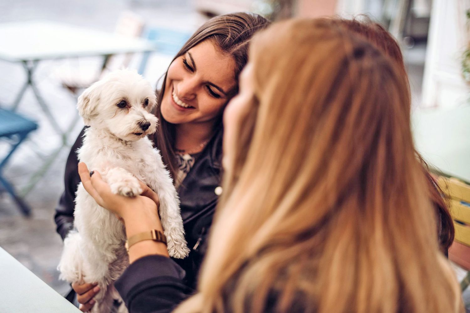 White puppy being introduced to a smiling person’s face indoors, demonstrating early socialization.