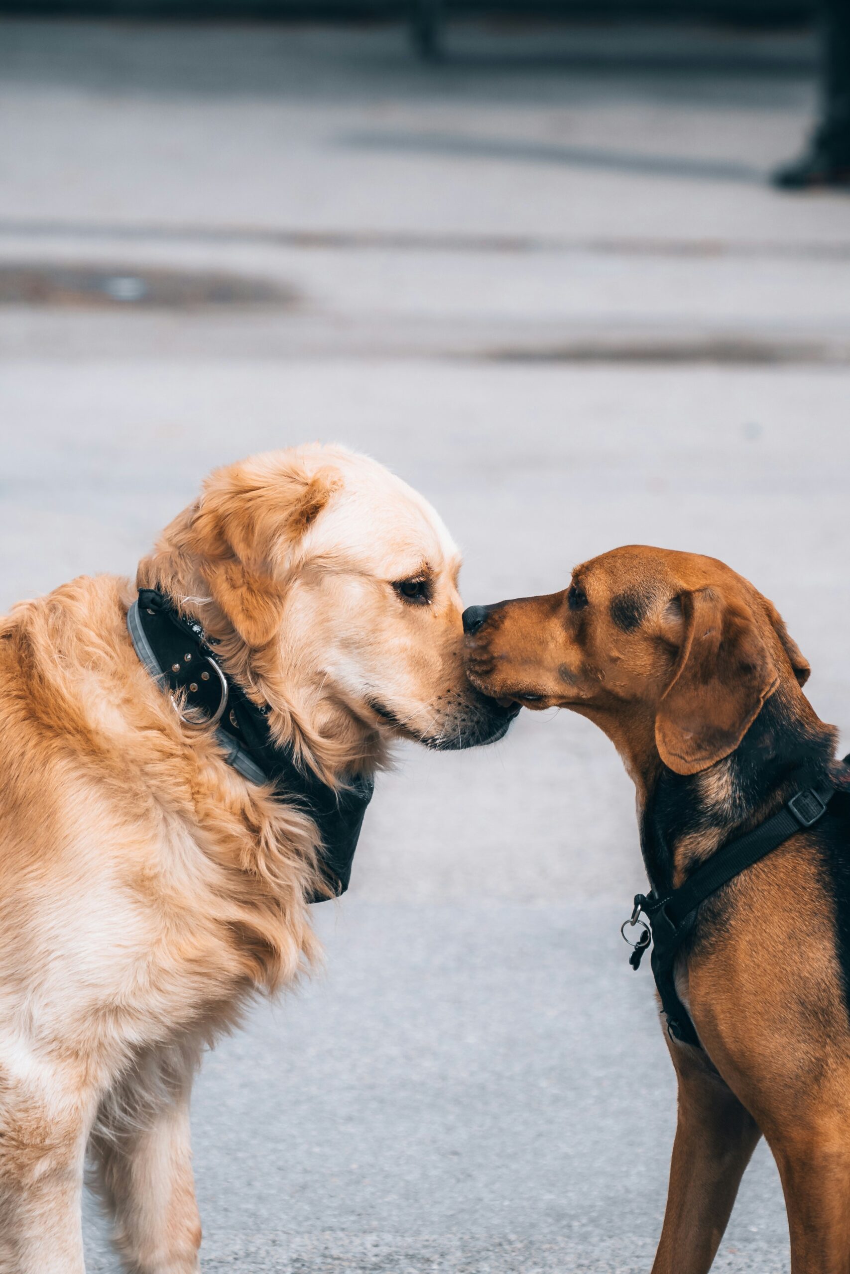 Puppy gently sniffing the nose of an older dog in a calm living room, demonstrating their first peaceful interaction.