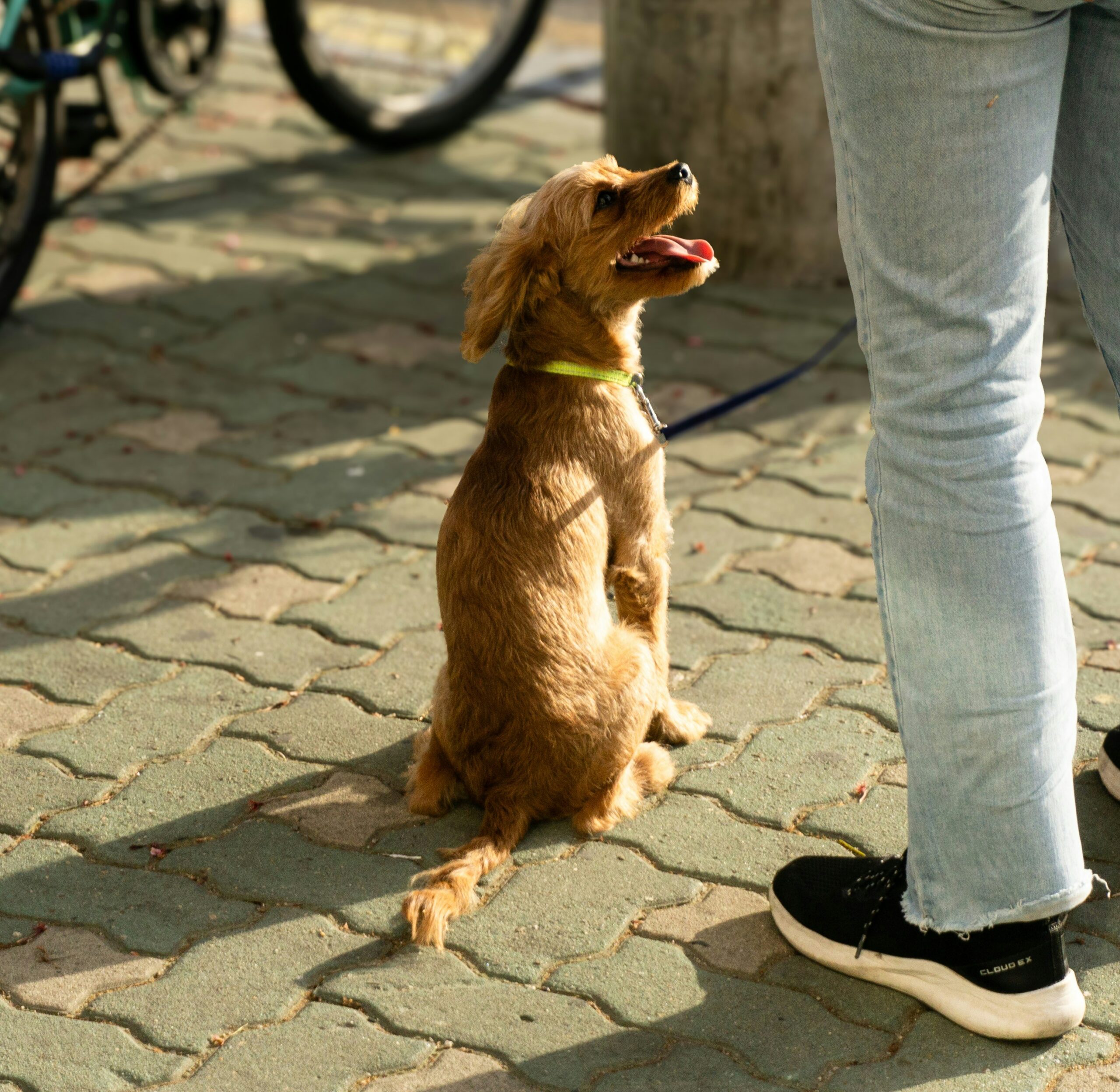 Dog looking back to owner after spotting a stranger during training session